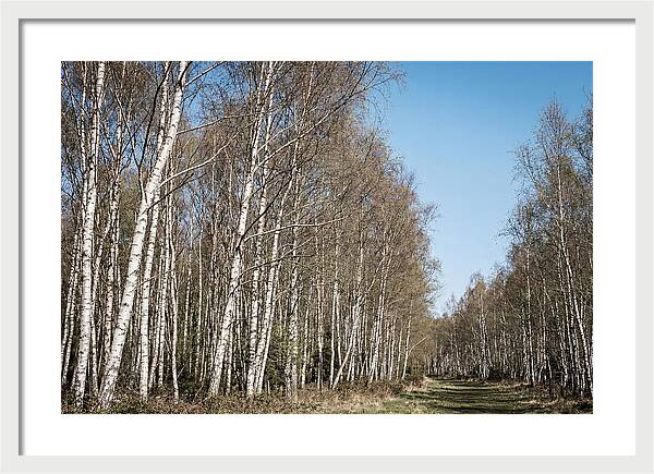 Birch Forest Serenity