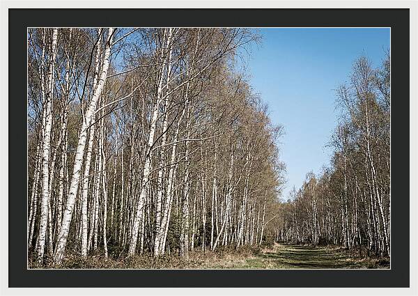 Birch Forest Serenity