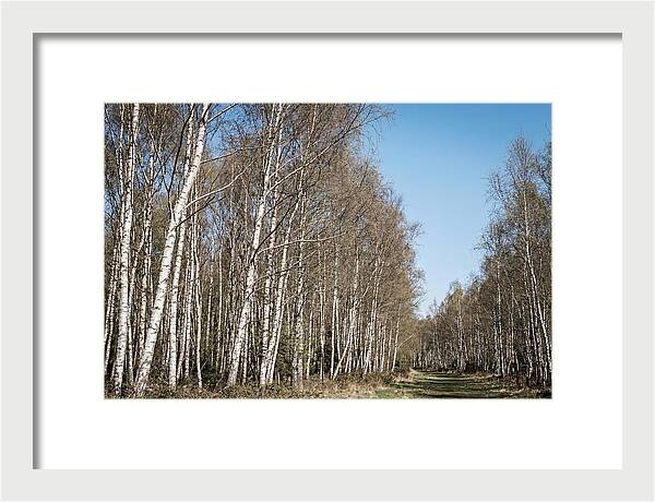 Birch Forest Serenity