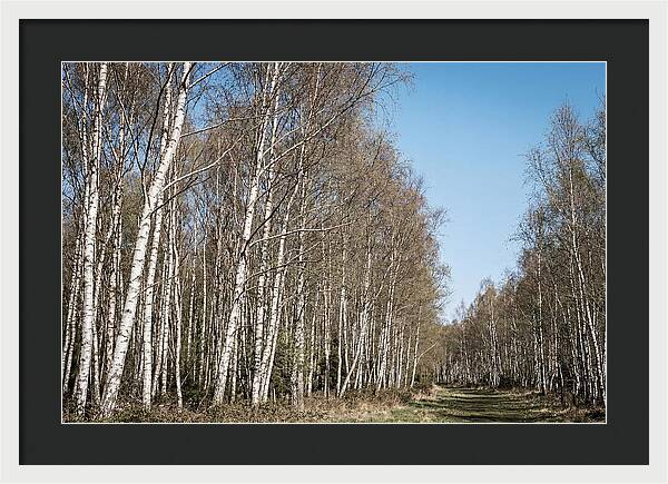 Birch Forest Serenity