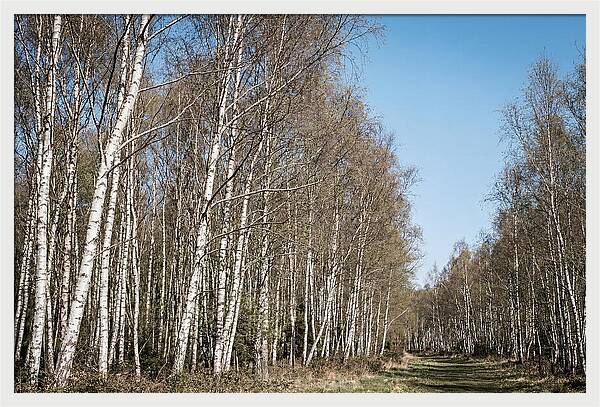 Birch Forest Serenity