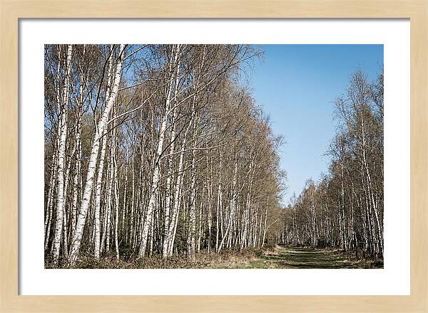 Birch Forest Serenity