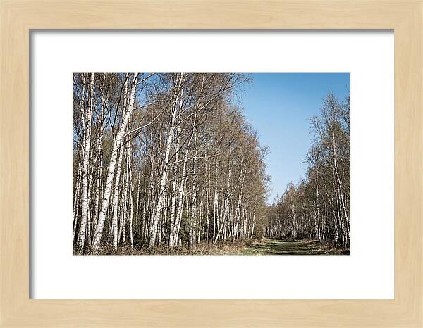Birch Forest Serenity