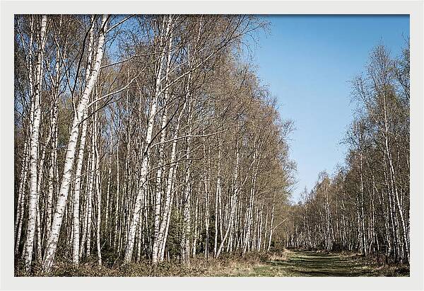 Birch Forest Serenity
