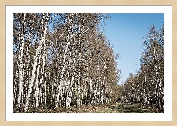 Birch Forest Serenity