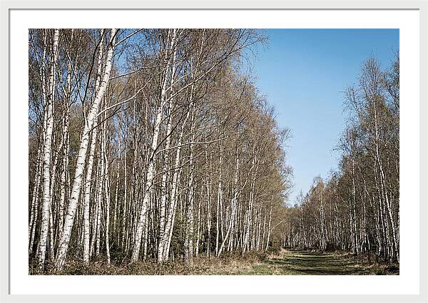 Birch Forest Serenity