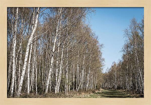 Birch Forest Serenity