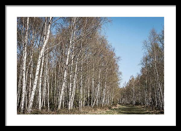 Birch Forest Serenity