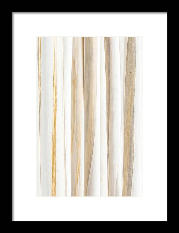 Birch Tree Elegance