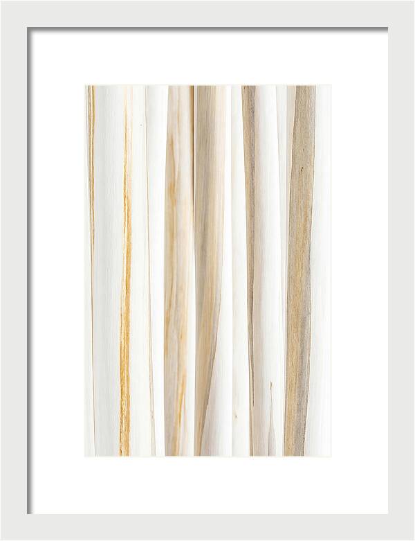 Birch Tree Elegance