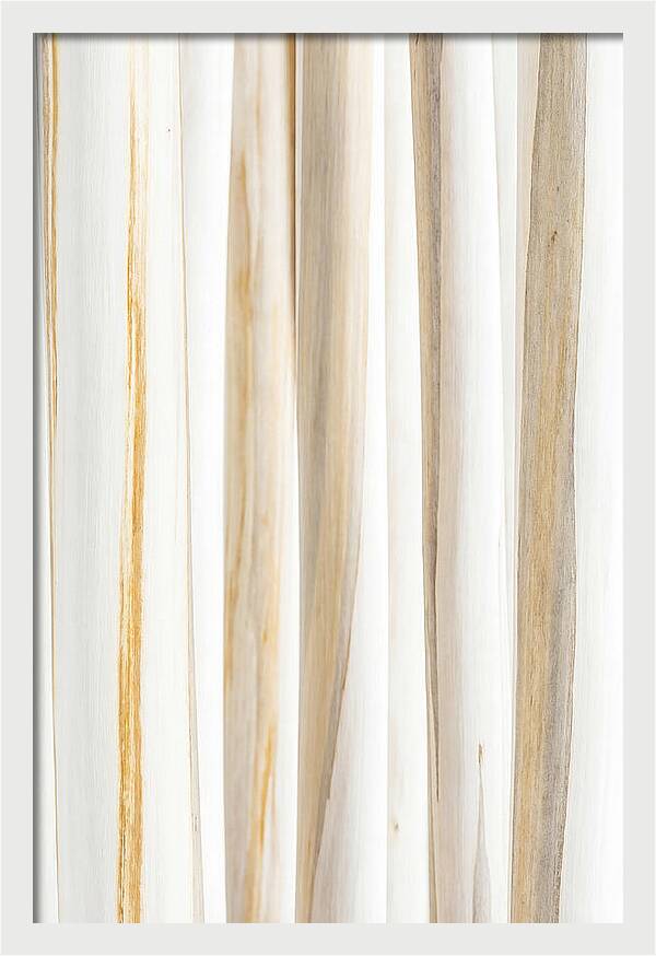 Birch Tree Elegance