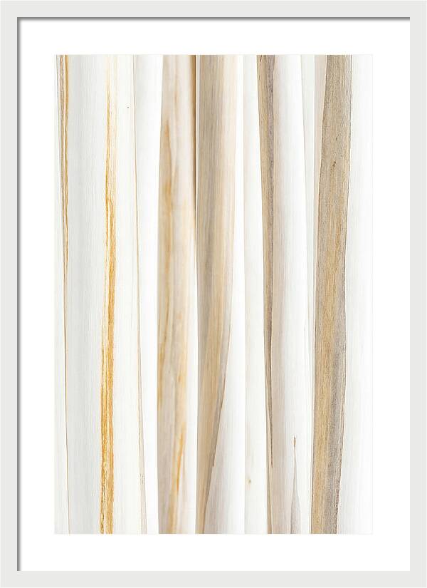 Birch Tree Elegance