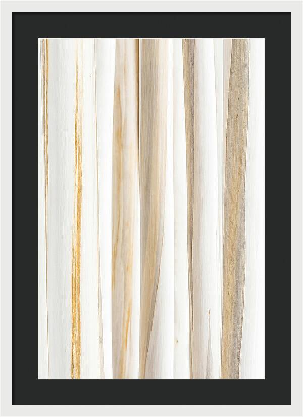 Birch Tree Elegance