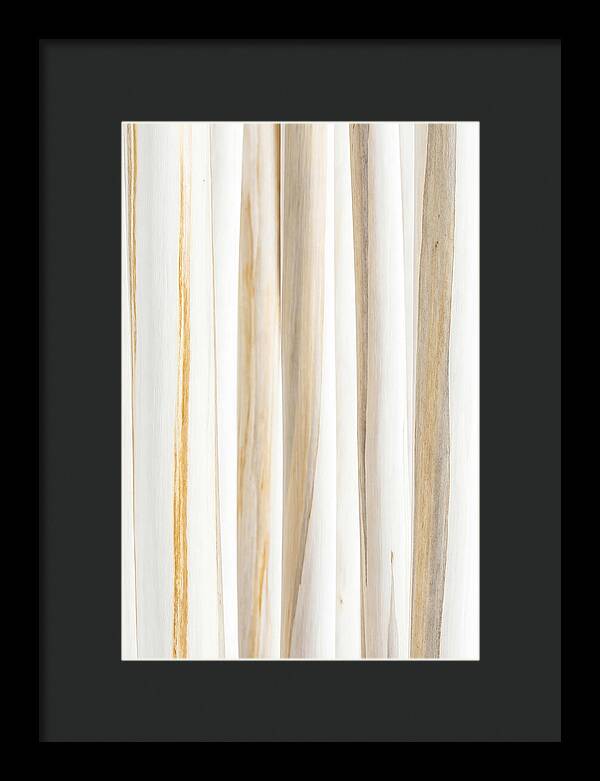 Birch Tree Elegance