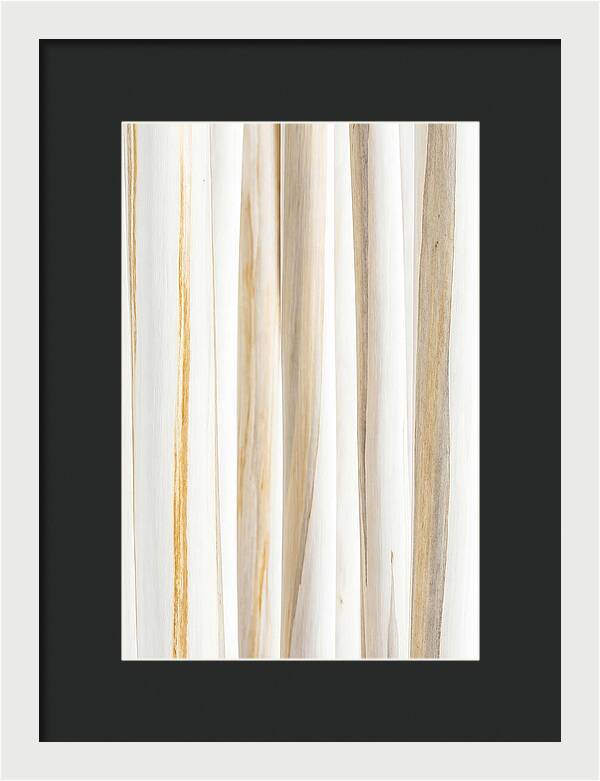 Birch Tree Elegance