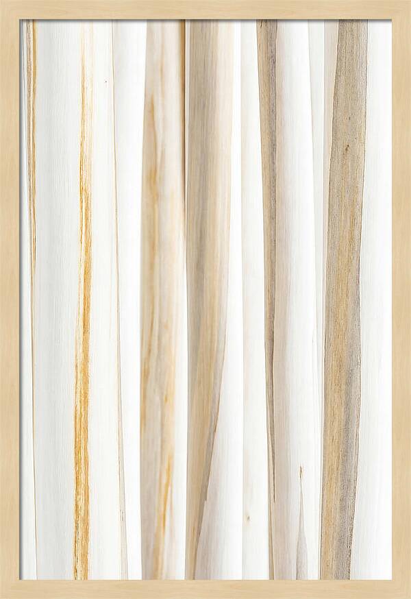 Birch Tree Elegance