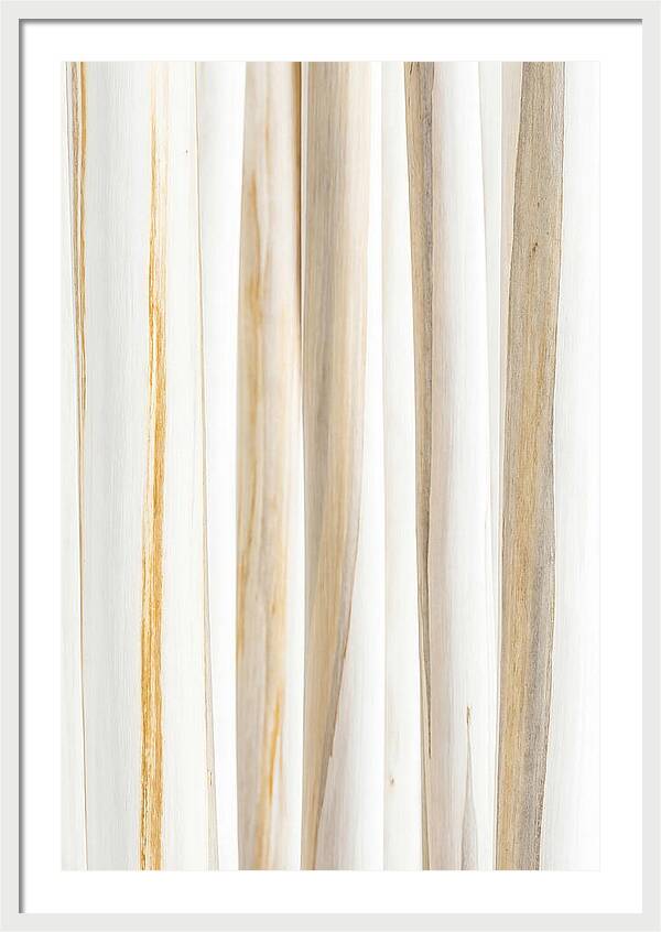 Birch Tree Elegance