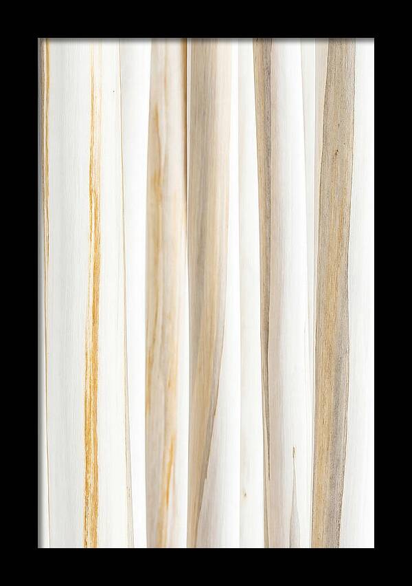 Birch Tree Elegance