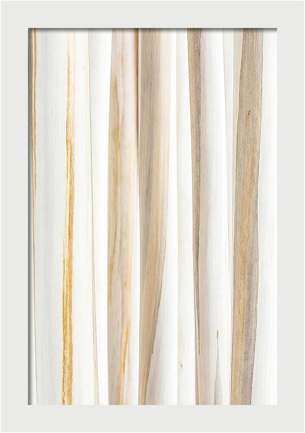 Birch Tree Elegance