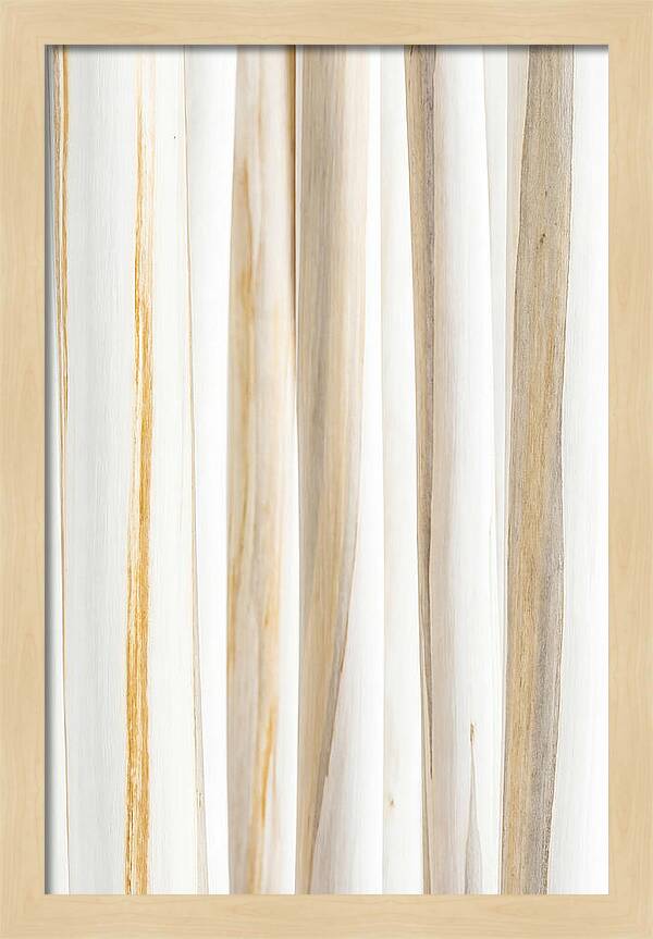 Birch Tree Elegance