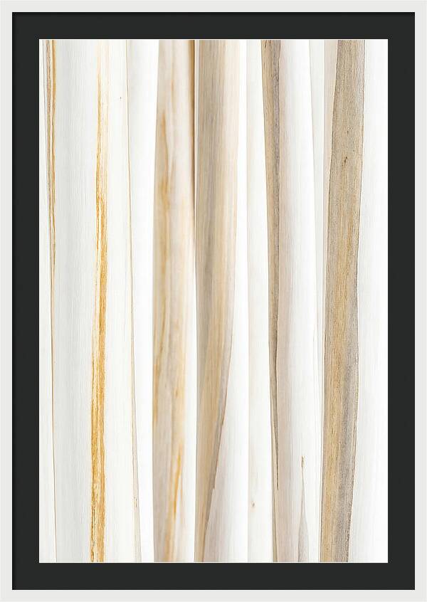 Birch Tree Elegance