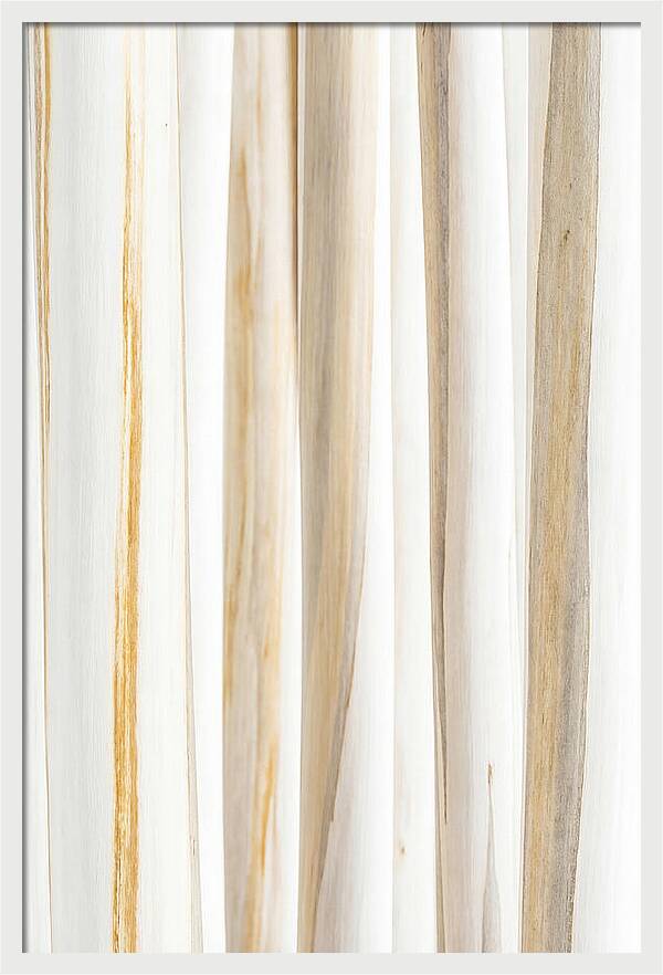 Birch Tree Elegance