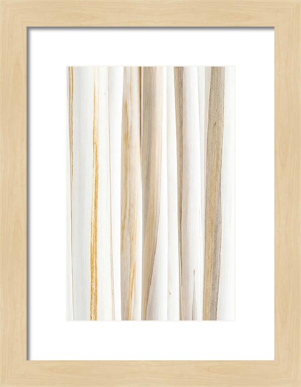 Birch Tree Elegance