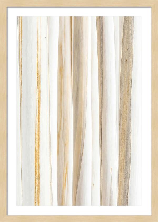 Birch Tree Elegance