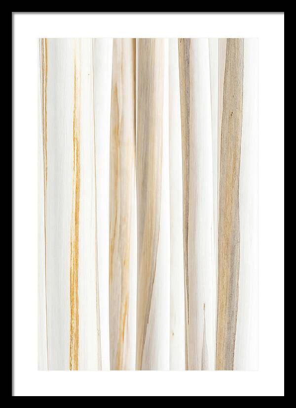 Birch Tree Elegance