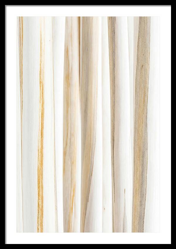Birch Tree Elegance