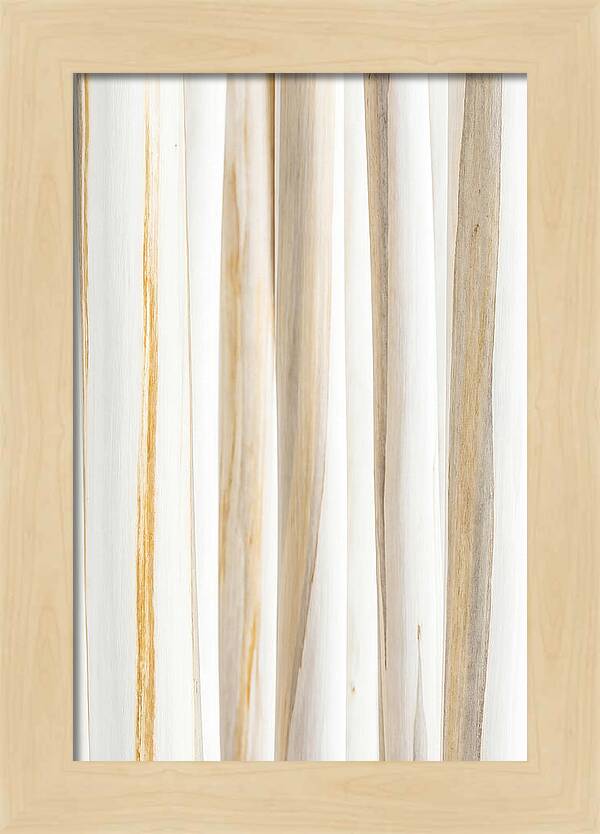 Birch Tree Elegance
