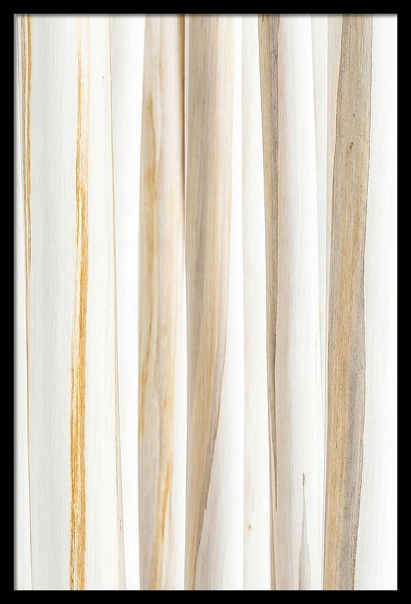 Birch Tree Elegance