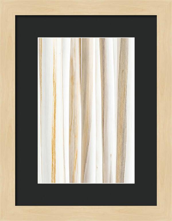 Birch Tree Elegance