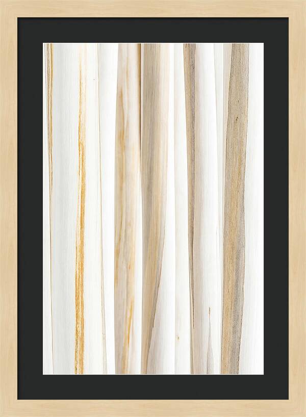 Birch Tree Elegance