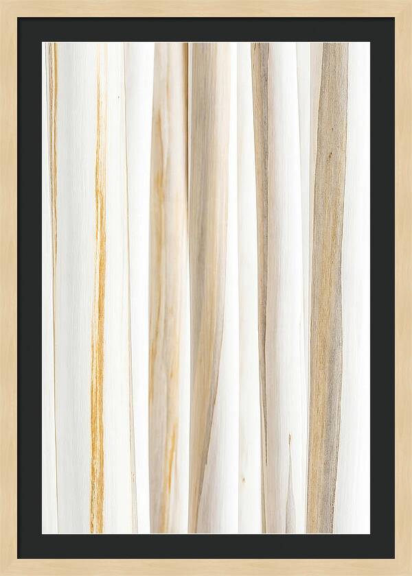 Birch Tree Elegance