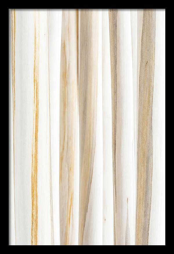 Birch Tree Elegance