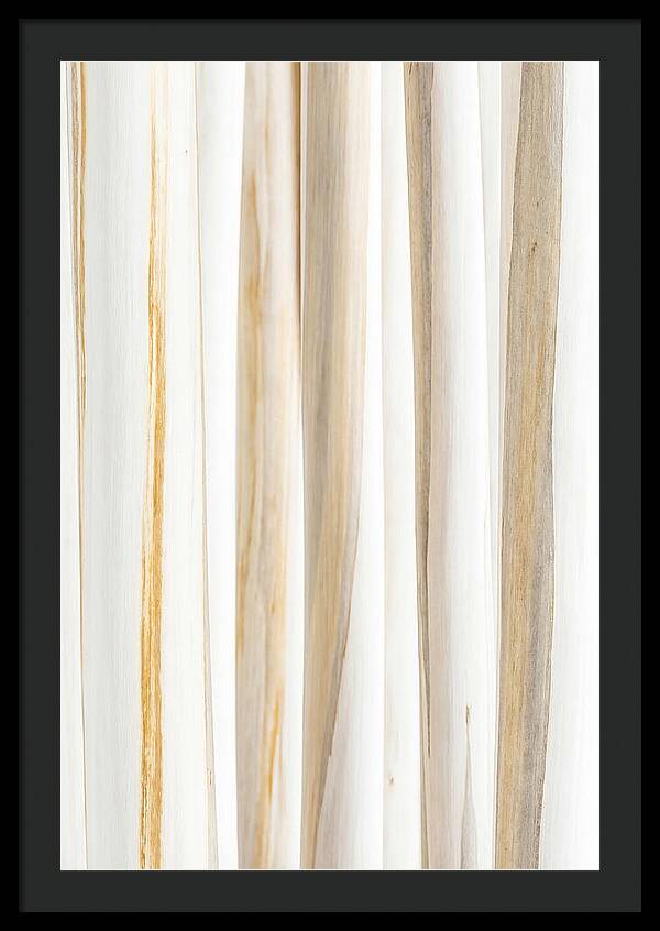 Birch Tree Elegance