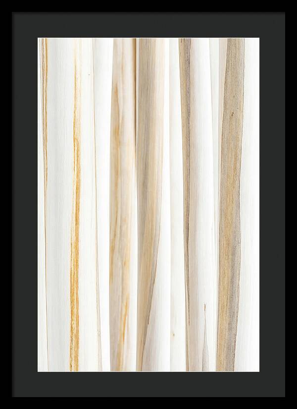 Birch Tree Elegance