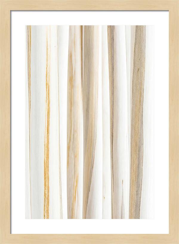Birch Tree Elegance