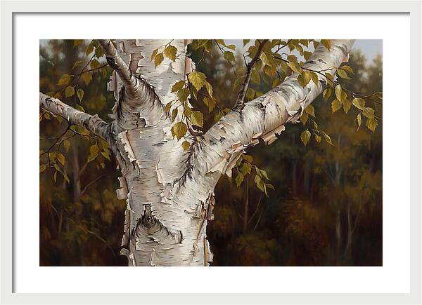 Birch Tree Elegance