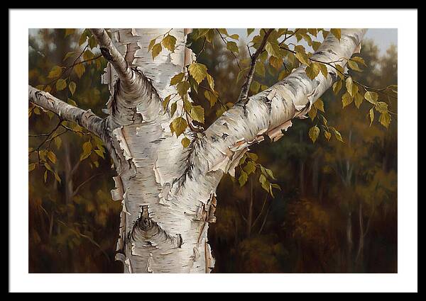 Birch Tree Elegance
