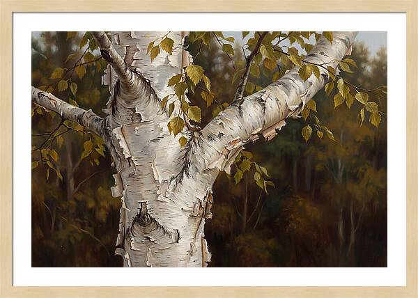 Birch Tree Elegance