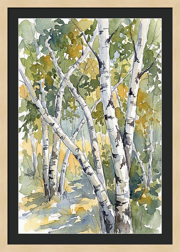 Birch Trees In Autumn Light