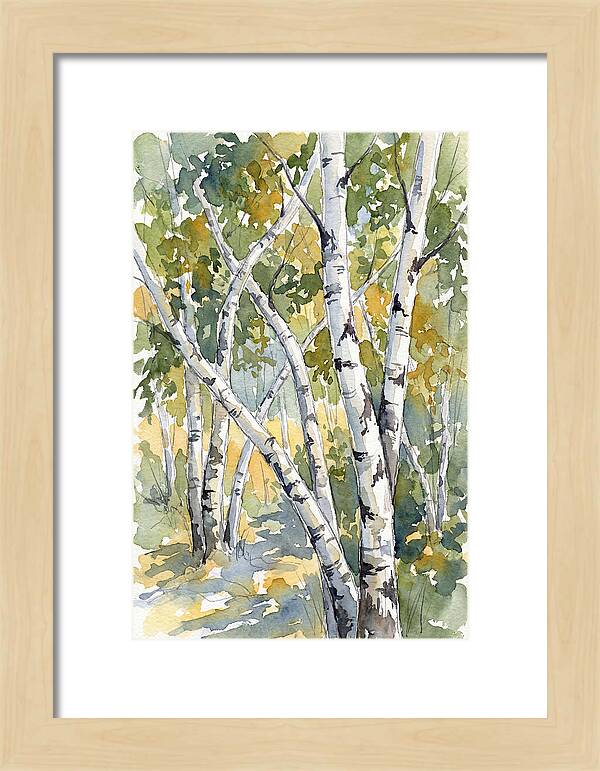Birch Trees In Autumn Light