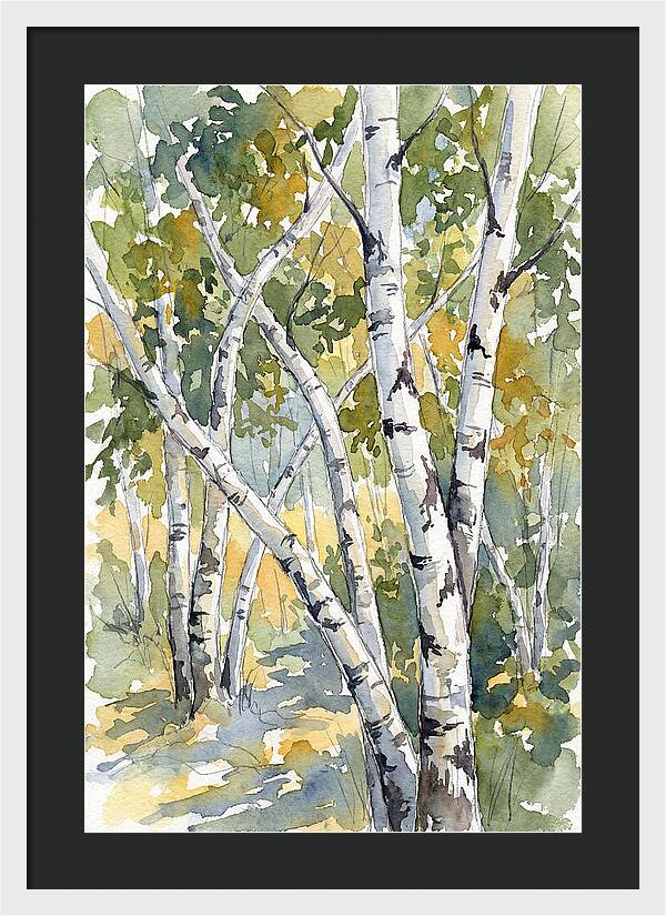 Birch Trees In Autumn Light