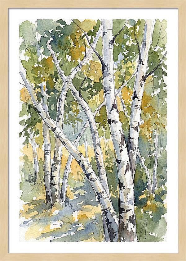 Birch Trees In Autumn Light