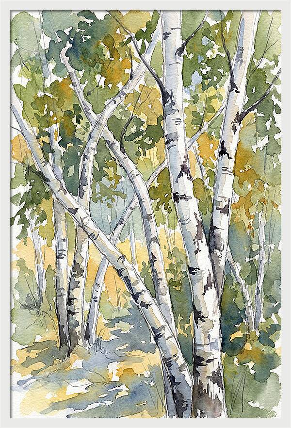 Birch Trees In Autumn Light