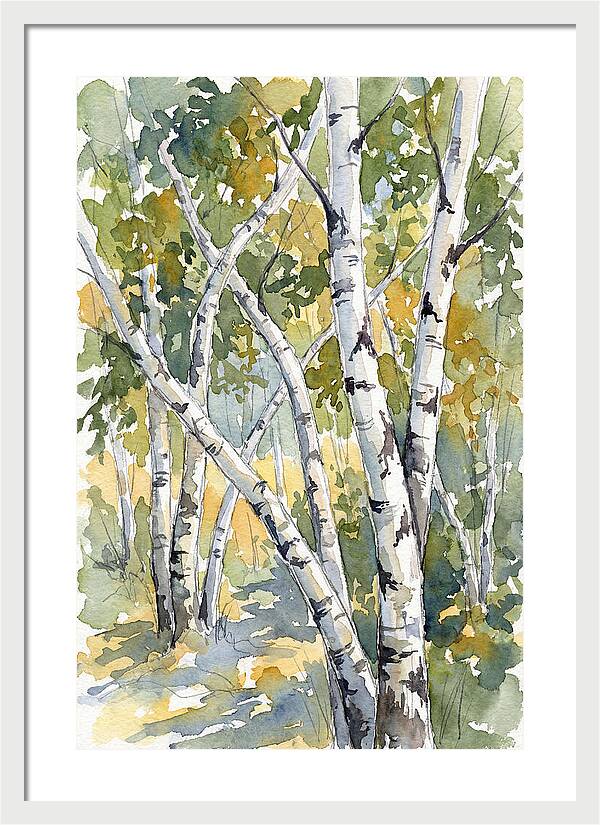 Birch Trees In Autumn Light