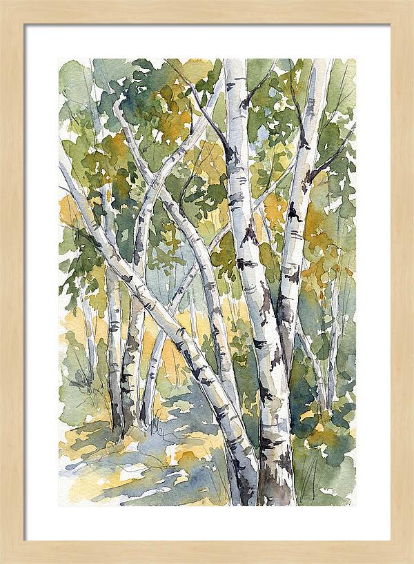 Birch Trees In Autumn Light