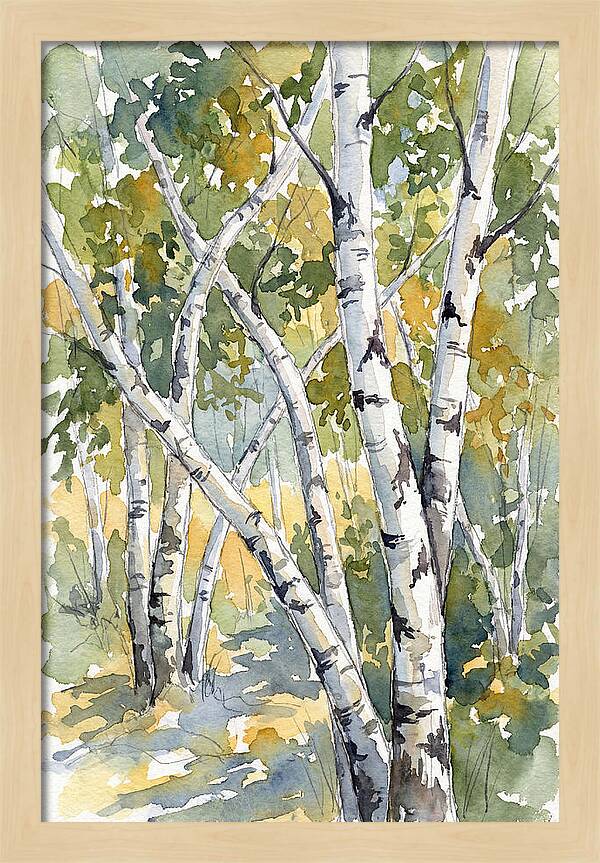 Birch Trees In Autumn Light